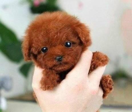 正宗泰迪犬领养西安犬舍宠物狗市场在哪里买狗