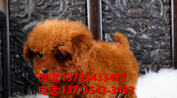 合肥宠物狗狗犬舍出售纯种泰迪犬宠物狗市场在哪买狗卖狗领养
