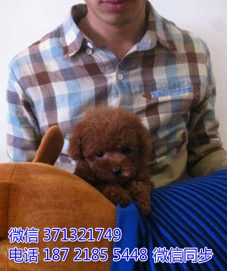 无锡狗狗 泰迪犬出售纯种幼犬 无锡犬舍全国发货