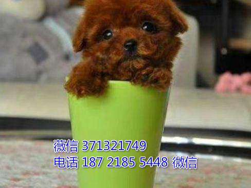 北京宠物狗狗 泰迪犬出售纯种 北京犬舍在哪里