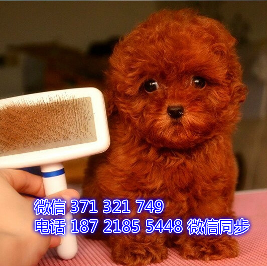 济南宠物 泰迪 犬出售纯种 济南犬舍 济南特价宠物