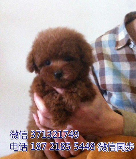 合肥狗狗 泰迪出售纯种 合肥犬舍 全国发货