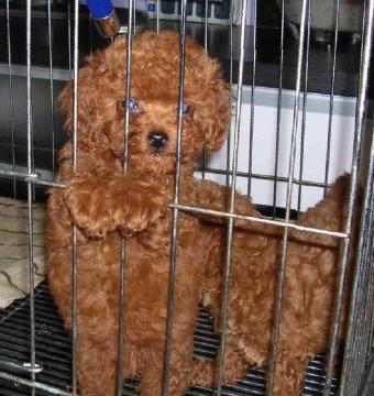 楚雄买泰迪 武定县买泰迪 云南狗场出售泰迪犬