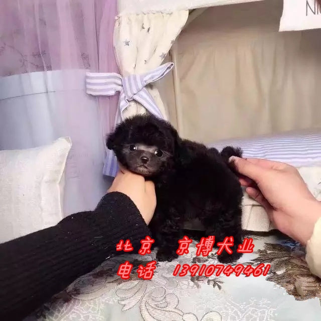 赛级泰迪犬价格 茶杯体灰色泰迪出售