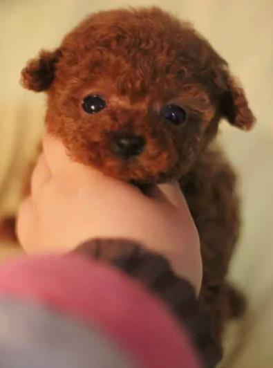 长沙犬舍 出售纯种泰迪犬幼犬 正宗宠物狗狗市场在哪里买健康狗狗