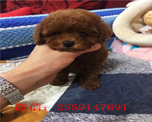 扬州哪里卖泰迪犬 扬州犬舍 扬州灰色泰迪多少