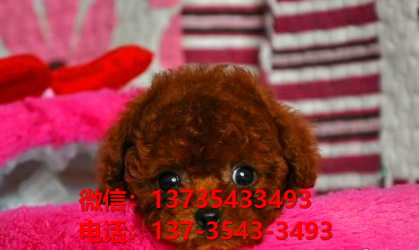 深圳宠物狗狗 纯种泰迪幼犬宠物狗狗市场在哪犬舍卖狗地方买狗