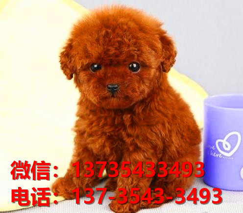 深圳宠物狗狗 纯种泰迪幼犬宠物狗狗市场在哪