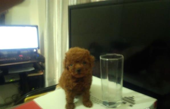 大连宠物狗狗 纯种泰迪幼犬宠物狗狗市场在哪