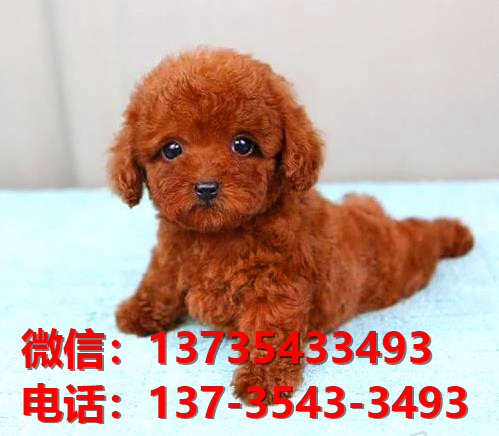 深圳宠物狗狗 纯种泰迪幼犬宠物狗狗市场在哪犬舍卖狗地方买狗