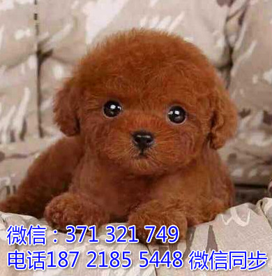 全国特惠泰迪纯种幼犬 支持上门 支持空运汽运 包健康辜