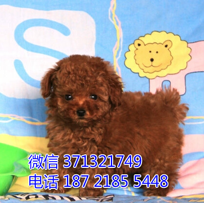 宠物狗狗泰迪全国可以发货 犬舍繁殖 包健康慰