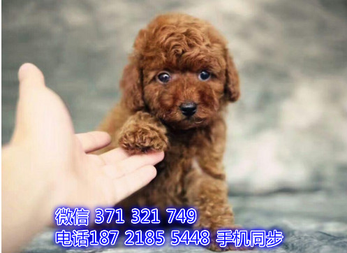 泰迪幼犬出售纯种 狗场直销宠物 哪里有宠物狗