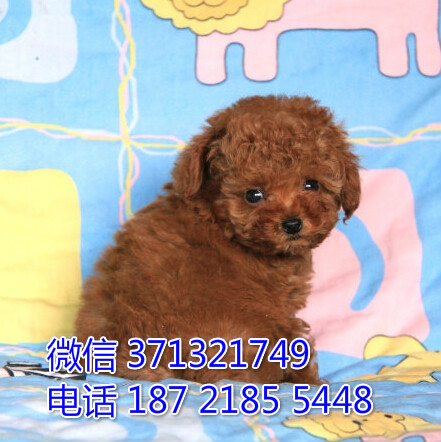 宠物狗狗泰迪全国可以发货 犬舍繁殖 包健康慰