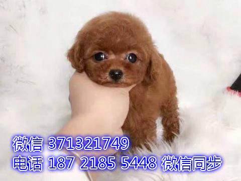 特价泰迪出售纯种幼犬 专业繁殖专业发货 可上门看沉