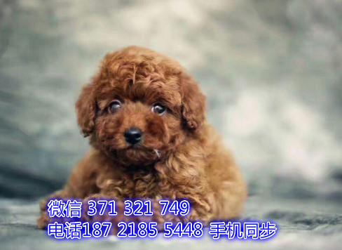 泰迪幼犬出售纯种 狗场直销宠物 哪里有宠物狗狗唐