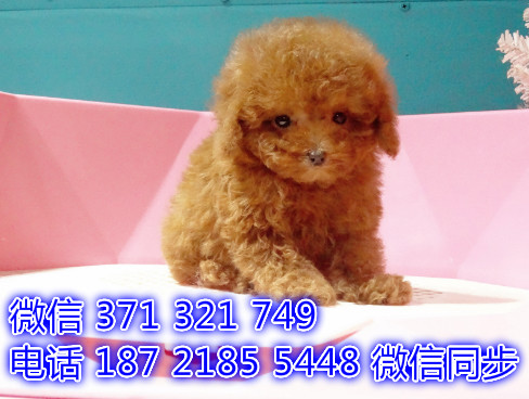 北京宠物狗狗泰迪出售幼犬 全国可以发货押