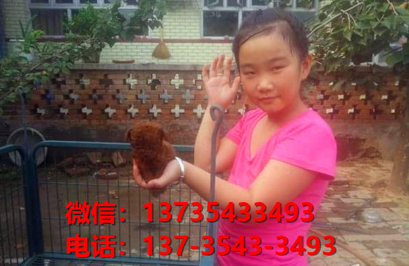 安徽宠物狗狗犬舍出售纯种泰迪犬茶杯泰迪狗市