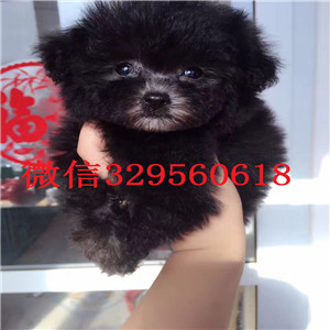 青岛出售纯种泰迪犬  红色泰迪多少钱一只 灰