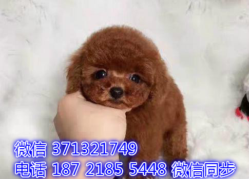 特价泰迪出售纯种幼犬 专业繁殖专业发货 可上门看谝