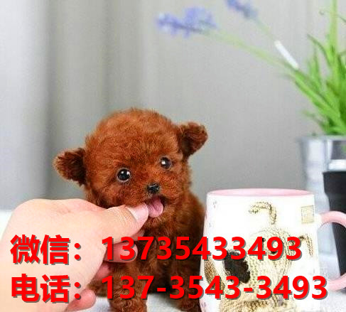 广西宠物狗狗犬舍出售纯种泰迪犬茶杯泰迪狗市