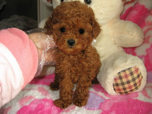 天津宠物狗狗 纯种泰迪幼犬宠物狗狗市场在哪犬舍卖狗地方买狗