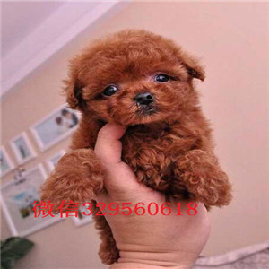  宁波哪里有卖茶杯泰迪 纯种小泰迪犬多少钱 