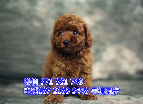 泰迪幼犬出售纯种 狗场直销宠物 哪里有宠物狗狗唐