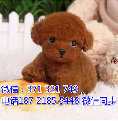 全国特惠泰迪纯种幼犬 支持上门 支持空运汽运 包健康颐