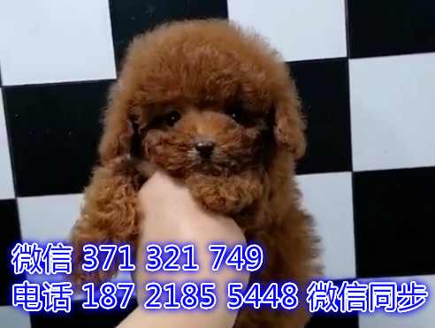 北京宠物狗狗泰迪出售幼犬 全国可以发货押