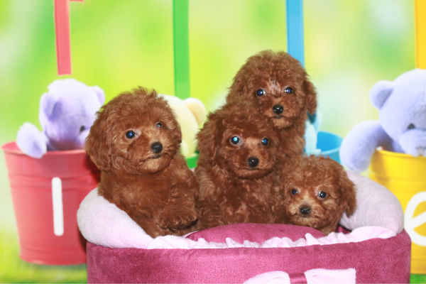 天津宠物狗狗 纯种泰迪幼犬宠物狗狗市场在哪