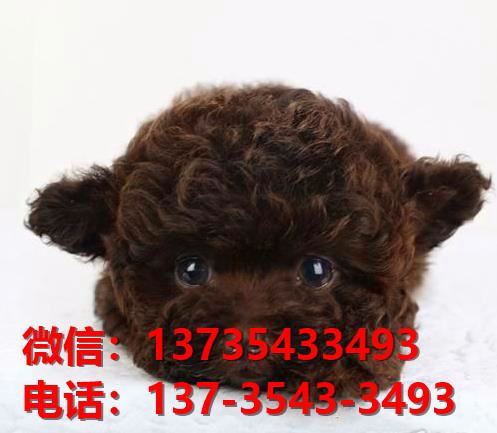 ?？诔栉锕饭?纯种泰迪幼犬宠物狗狗市场在哪