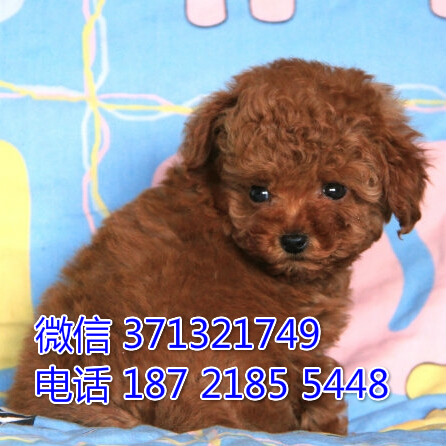 宠物狗狗泰迪全国可以发货 犬舍繁殖 包健康账