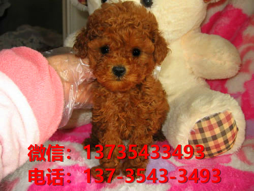 天津宠物狗狗犬舍出售纯种泰迪犬茶杯泰迪狗市在哪卖狗地方买狗