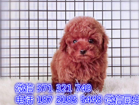 犬舍直销，哪里有宠物泰迪犬，精品小型中型大型犬狗狗臣