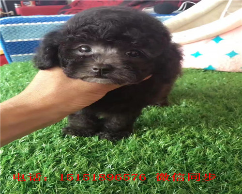 扬州哪里卖泰迪犬 扬州灰色泰迪价格 白色泰迪茶杯泰迪出售 泰迪交易