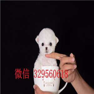  晋中哪里能买到纯种茶杯犬纯种茶杯犬多少钱