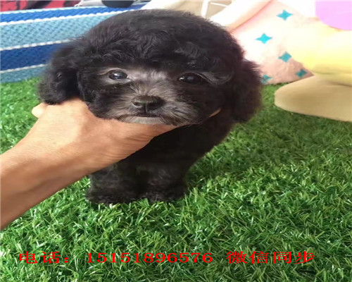 扬州哪里卖泰迪犬 扬州灰色泰迪价格 白色泰迪