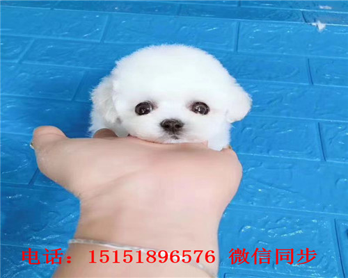 九江花泰迪怎么卖的 九江白色泰迪价格 九江灰