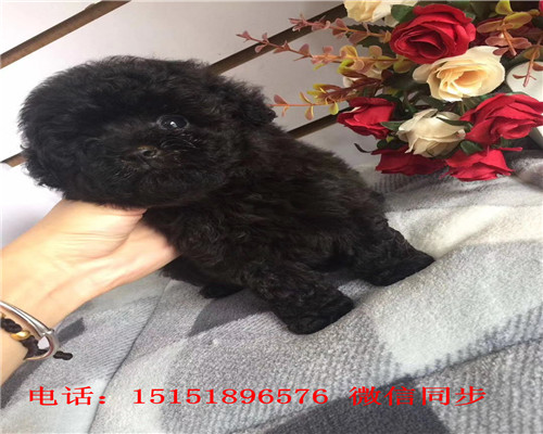 西安哪里卖泰迪犬 西安灰色泰迪价格 白色泰迪茶杯泰迪出售 泰迪交易