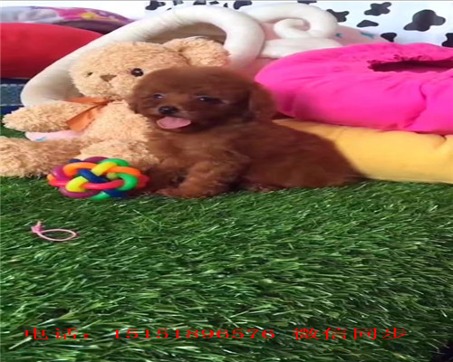 扬州哪里卖泰迪犬 扬州灰色泰迪价格 白色泰迪茶杯泰迪出售 泰迪交易