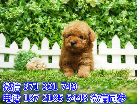 泰迪宠物买卖 宠物市场 宠物狗狗图片宠物网似