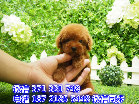 泰迪宠物买卖 宠物市场 宠物狗狗图片宠物网交