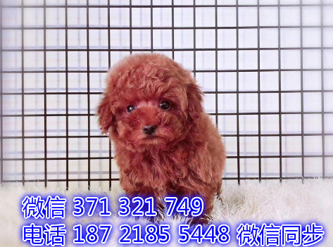 犬舍直销，哪里有宠物泰迪犬，精品小型中型大型犬狗狗奈