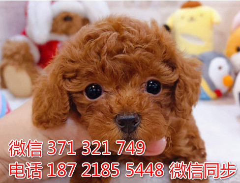 犬舍泰迪纯种幼犬出售 犬舍直泰迪 犬舍狗场宠物狗嗜