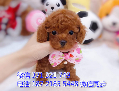 犬舍泰迪纯种幼犬出售 犬舍直泰迪 犬舍狗场宠物狗哦