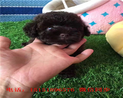 扬州哪里卖泰迪犬 扬州灰色泰迪价格 白色泰迪茶杯泰迪出售 泰迪交易