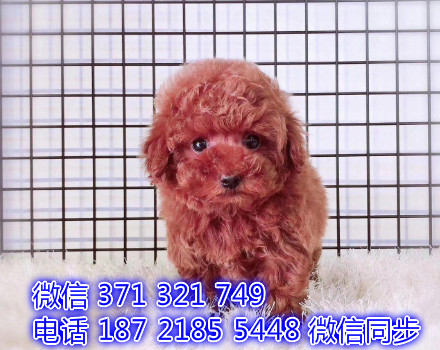 犬舍直销，哪里有宠物泰迪犬，精品小型中型大型犬