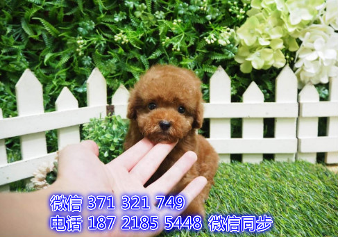 泰迪宠物买卖 宠物市场 宠物狗狗图片宠物网唇