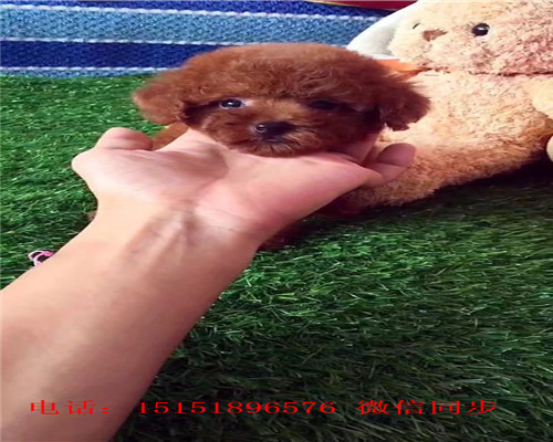 西安哪里卖泰迪犬 西安灰色泰迪价格 白色泰迪茶杯泰迪出售 泰迪交易